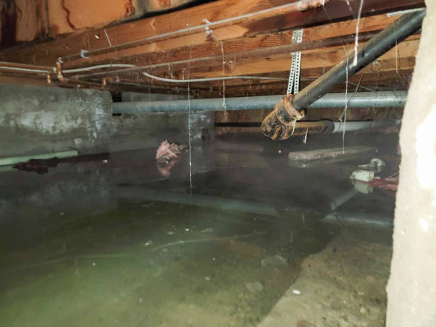 Best Basement Water Damage Restoration in Rural Hill, TN